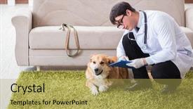  Presentation with sick dog - Audience pleasing presentation design consisting of vet doctor examining golden retriever backdrop and a yellow colored foreground