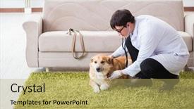  Presentation with metabolic doctor examining - Cool new presentation with vet doctor examining golden retriever backdrop and a  colored foreground