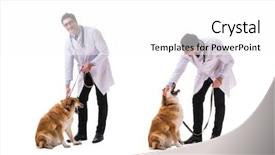  Presentation with metabolic syndrome doctor examining - Colorful presentation theme enhanced with vet doctor examining golden retriever backdrop and a  colored foreground