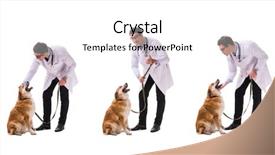  Presentation with doctor examining a newborn baby - PPT layouts having vet doctor examining golden retriever background and a cream colored foreground