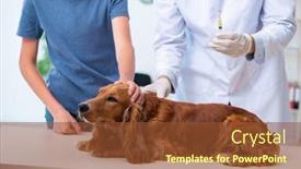  Presentation with vet - PPT theme featuring vet doctor examining golden retriever dog in clinic background and a tawny brown colored foreground