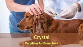  Presentation with vet - Presentation consisting of vet doctor examining golden retriever dog in clinic background and a tawny brown colored foreground