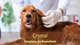  Presentation with vet - Slide deck having vet doctor examining golden retriever dog in clinic background and a tawny brown colored foreground