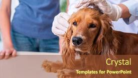  Presentation with vet - PPT theme with vet-doctor-examining-golden-retriever background and a tawny brown colored foreground
