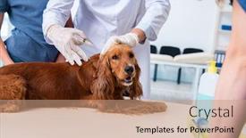  Presentation with vet - Slide set consisting of vet-doctor-examining-golden-retriever background and a coral colored foreground
