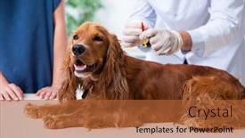  Presentation with doctor examining a newborn baby - Slide set enhanced with vet-doctor-examining-golden-retriever background and a red colored foreground