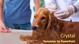  Presentation with metabolic syndrome doctor examining - Slide deck consisting of vet-doctor-examining-golden-retriever background and a tawny brown colored foreground