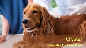  Presentation with metabolic doctor examining - Colorful presentation design enhanced with vet-doctor-examining-golden-retriever backdrop and a tawny brown colored foreground