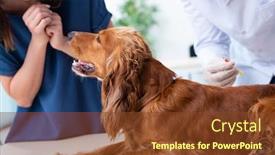  Presentation with doctor examining a newborn baby - PPT layouts enhanced with vet-doctor-examining-golden-retriever background and a tawny brown colored foreground