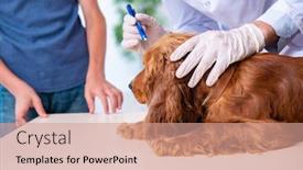  Presentation with metabolic syndrome doctor examining - Slides consisting of vet-doctor-examining-golden-retriever background and a coral colored foreground