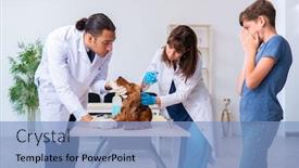  Presentation with vet - Amazing theme having vet-doctor-examining-golden-retriever backdrop and a light blue colored foreground