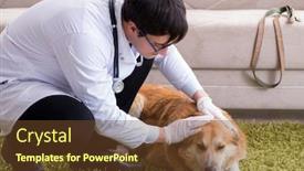  Presentation with vet - Colorful PPT theme enhanced with vet-doctor-examining-golden-retriever backdrop and a tawny brown colored foreground