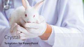  Presentation with rabbit - Slide deck consisting of vet-doctor-examining-rabbit background and a light blue colored foreground