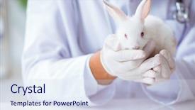  Presentation with vet - Beautiful PPT theme featuring vet doctor examining rabbit backdrop and a sky blue colored foreground