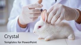  Presentation with vet - PPT theme enhanced with vet doctor examining rabbit background and a light gray colored foreground