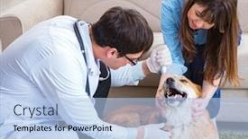  Presentation with vet - Slide deck consisting of vet-doctor-visiting-golden-retriever background and a light blue colored foreground