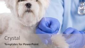  Presentation with acupuncture - Beautiful PPT layouts featuring vet-doing-acupuncture-treatment backdrop and a light gray colored foreground