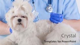  Presentation with vet - Slide deck with vet-doing-acupuncture-treatment background and a light gray colored foreground