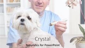  Presentation with vet - Presentation design having vet-doing-moxa-treatment background and a soft green colored foreground