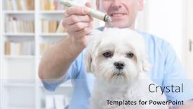  Presentation with vet - Presentation featuring vet-doing-moxa-treatment background and a light blue colored foreground