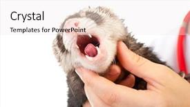  Presentation with vet - Colorful PPT theme enhanced with vet examines a patient ferret backdrop and a white colored foreground