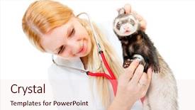  Presentation with vet - PPT layouts with vet examines a patient ferret background and a lemonade colored foreground