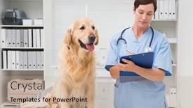  Presentation with medical clipboard - PPT theme enhanced with vet examining a dog and writing on clipboard in medical office background and a coral colored foreground