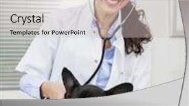  Presentation with vet - Beautiful presentation design featuring vet examining french bulldog with stethoscope on bed backdrop and a soft green colored foreground