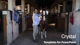 Presentation with healthy workplace full length side view - PPT theme featuring vet examining horse at stable background and a  colored foreground