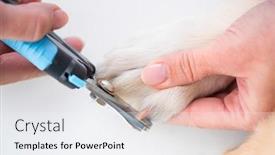  Presentation with vet - PPT theme having vet-hands-cutting-dog-claws background and a white colored foreground