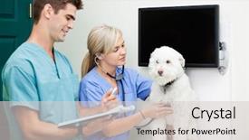  Presentation with scrubs - Beautiful presentation design featuring vet heart - young veterinarian doctors in scrubs backdrop and a light gray colored foreground