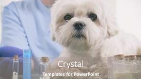  Presentation with homeopathic - PPT layouts with vet-holding-homeopathic-globules background and a gray colored foreground