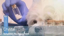  Presentation with homeopathic - Colorful slide deck enhanced with vet-holding-homeopathic-globules backdrop and a seafoam green colored foreground