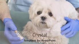  Presentation with homeopathic - Theme having vet-holding-homeopathic-globules background and a mint green colored foreground