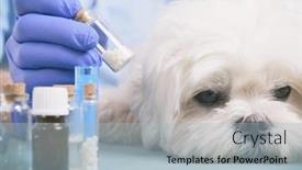  Presentation with homeopathic - Audience pleasing PPT layouts consisting of vet-holding-homeopathic-globules backdrop and a light blue colored foreground