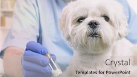  Presentation with homeopathic - Beautiful PPT layouts featuring vet-holding-homeopathic-globules backdrop and a light gray colored foreground