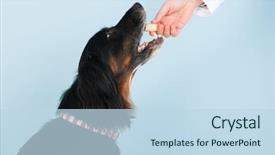  Presentation with reward - Colorful presentation enhanced with vet is giving a reward backdrop and a sky blue colored foreground