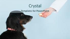  Presentation with reward - PPT theme consisting of vet is giving a reward background and a sky blue colored foreground