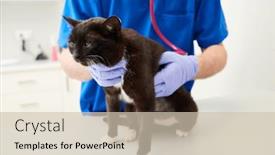  Presentation with veterinary - Slide set featuring vet-listening-cat-with-stethoscope background and a soft green colored foreground