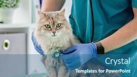  Presentation with vet - Slide set with vet-listening-fluffy-cat-using background and a ocean colored foreground