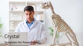  Presentation with dog cruelty - Presentation theme having vet practicing on dog skeleton background and a  colored foreground