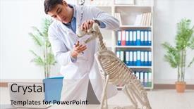  Presentation with vet - Slides consisting of vet practicing on dog skeleton background and a  colored foreground