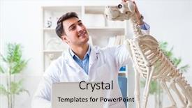  Presentation with parasitology helminths toxocara canis dog - Colorful slides enhanced with vet practicing on dog skeleton backdrop and a  colored foreground