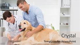  Presentation with vet - Colorful PPT layouts enhanced with checken - vet using nail clipper backdrop and a lemonade colored foreground