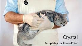  Presentation with vet - Amazing theme having vet with a cat backdrop and a  colored foreground