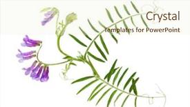  Presentation with wild flower - Slide deck enhanced with vetch vicia cracca wild flower background and a cream colored foreground