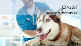  Presentation with vet - Slide set featuring veterinarian - cute pet lying on table background and a light blue colored foreground