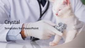  Presentation with vet - Audience pleasing slide deck consisting of veterinarian - white kitten visiting vet backdrop and a light gray colored foreground