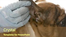  Presentation with ear - Audience pleasing slides consisting of veterinarian checking dogs ear backdrop and a tawny brown colored foreground