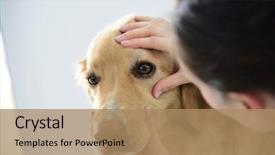  Presentation with ear medical - PPT theme with veterinarian checking dog's eye background and a coral colored foreground